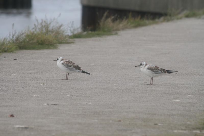 03DJ-2008-042 Bild129.JPG